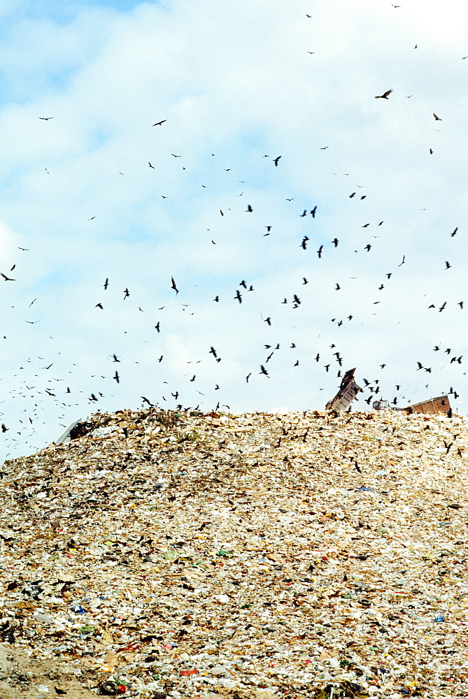 Low angle view of birds flying over a garbage heap