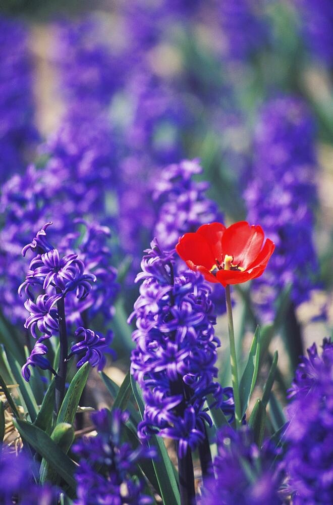 Close-up of flowers in a field