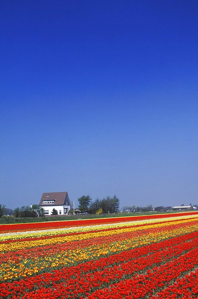 High angle view of flowers in a field