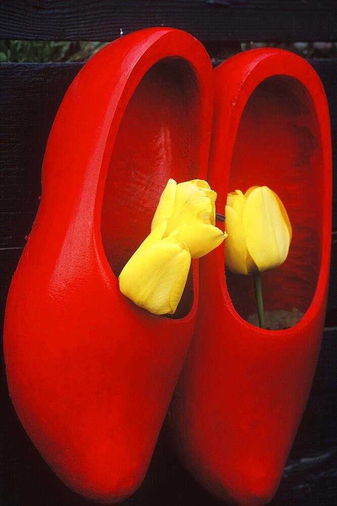 Close-up of yellow roses inside a pair of clogs