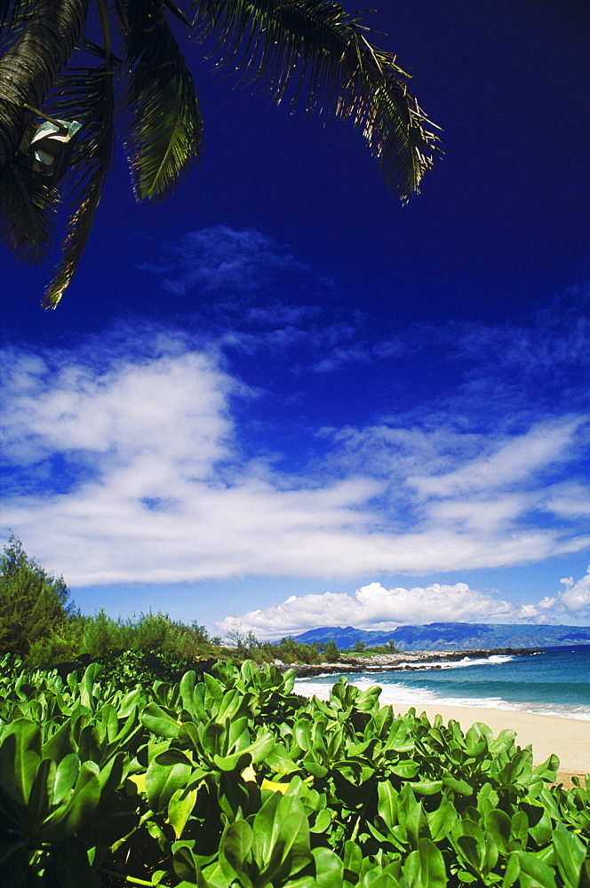 Plants on the beach, Hawaii, USA