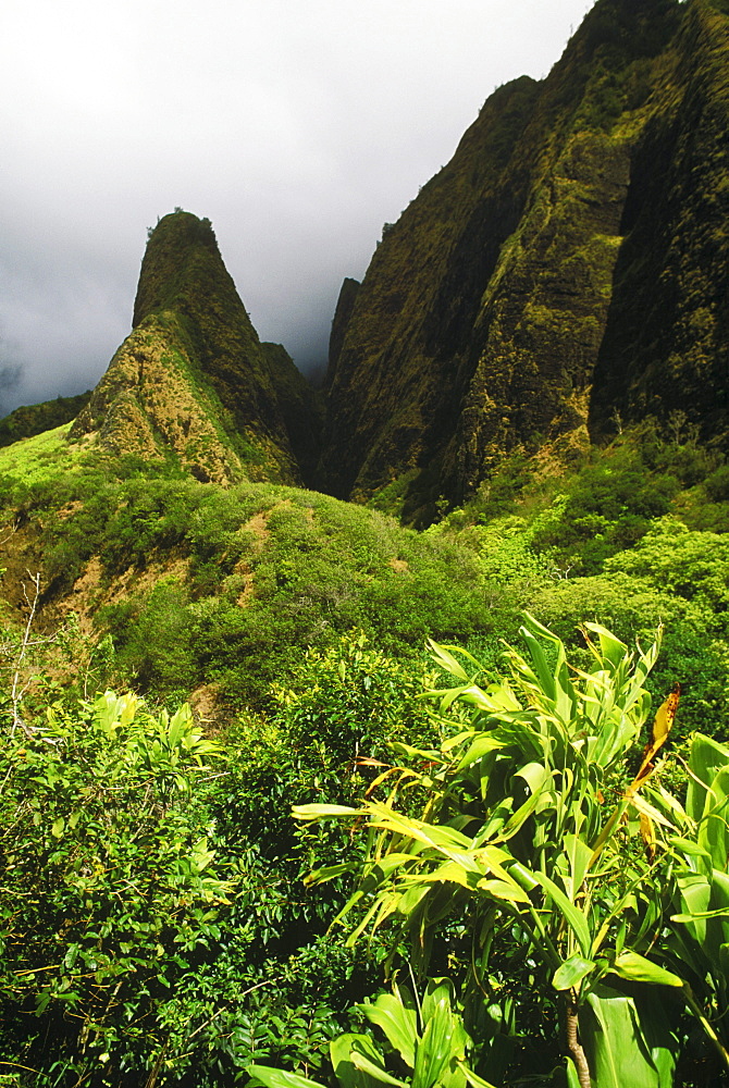 Lush foliage on the hillside, Hawaii, USA
