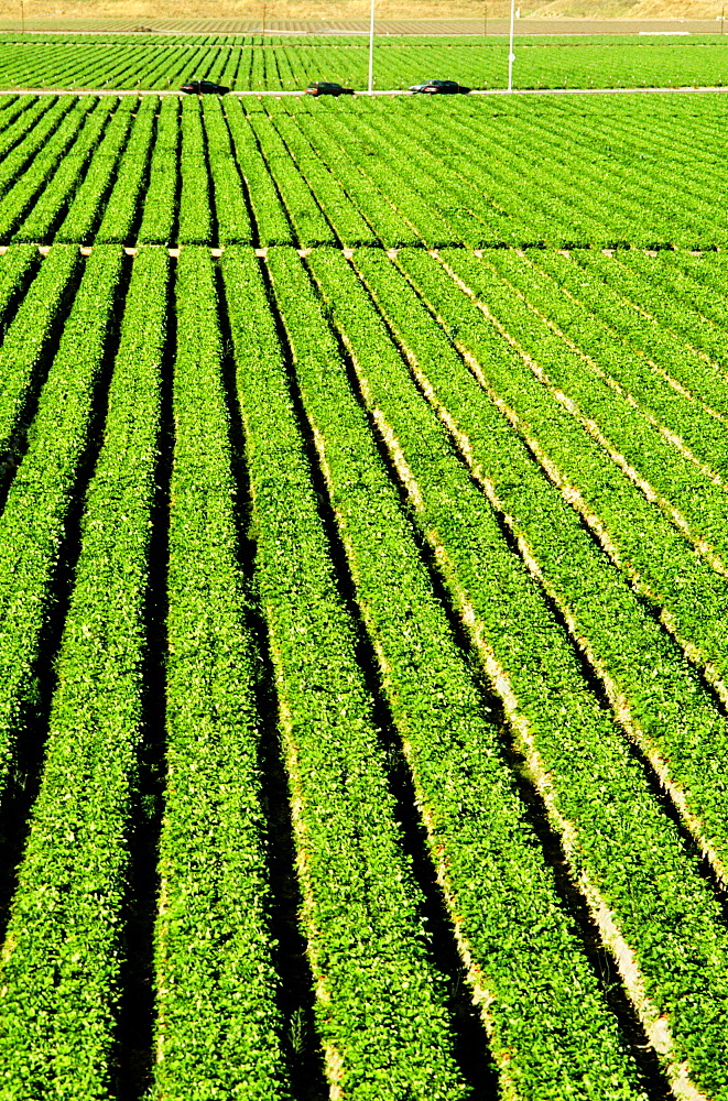 Truck garden crops in Southern California