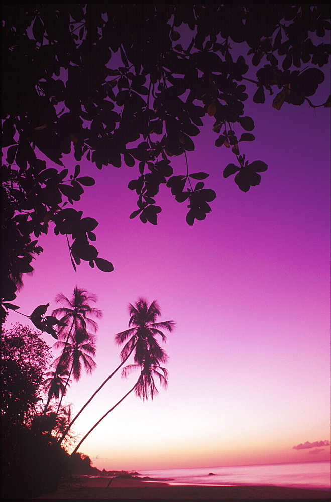 Silhouette of palm trees on the beach, Caribbean