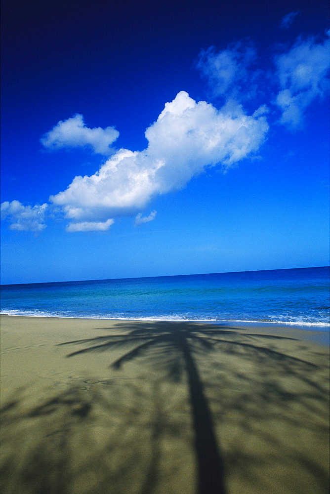 Shadow of a palm tree on the beach, Caribbean