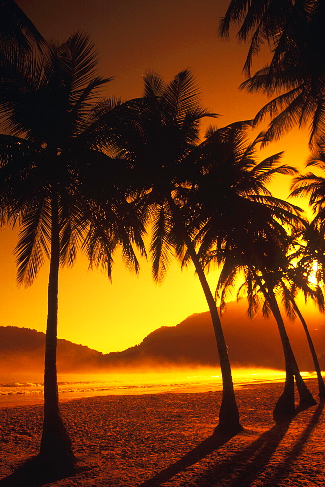 Silhouette of palm trees on the beach, Caribbean