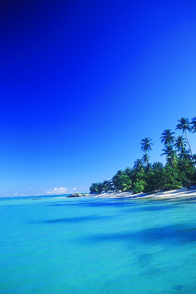 Palm trees on the beach, Caribbean