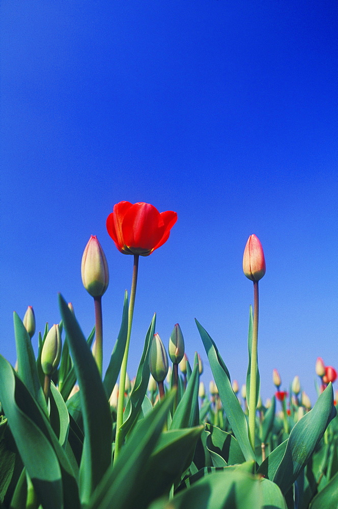 Flower and buds in a field, Amsterdam, Netherlands