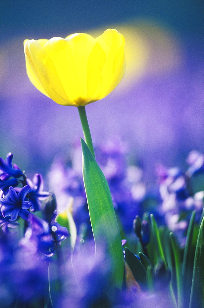 Close-up of a yellow flower, Amsterdam, Netherlands