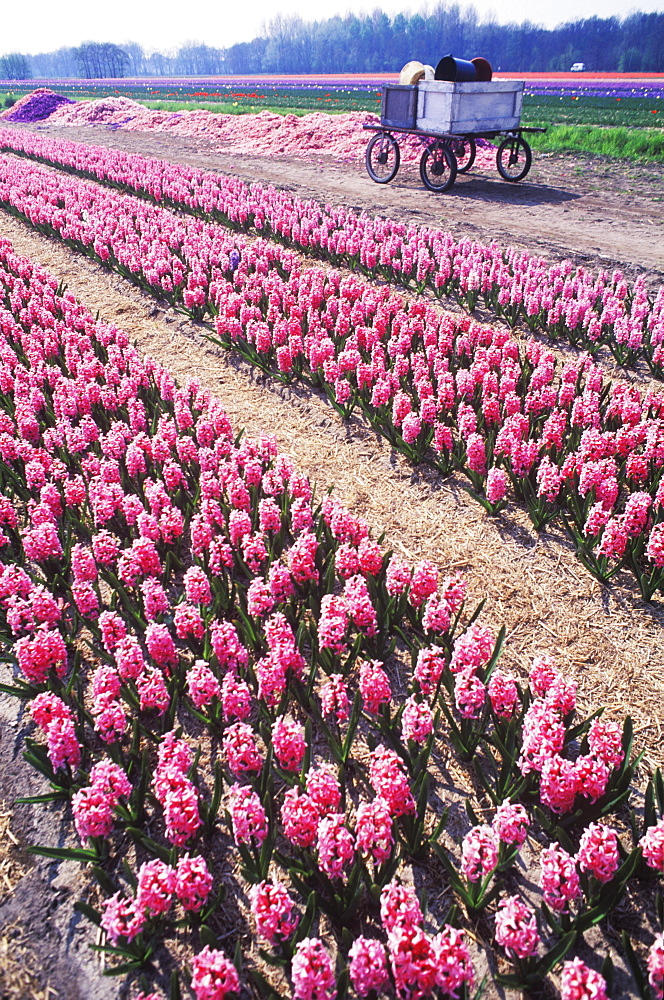 Flowers in a field, Amsterdam, Netherlands