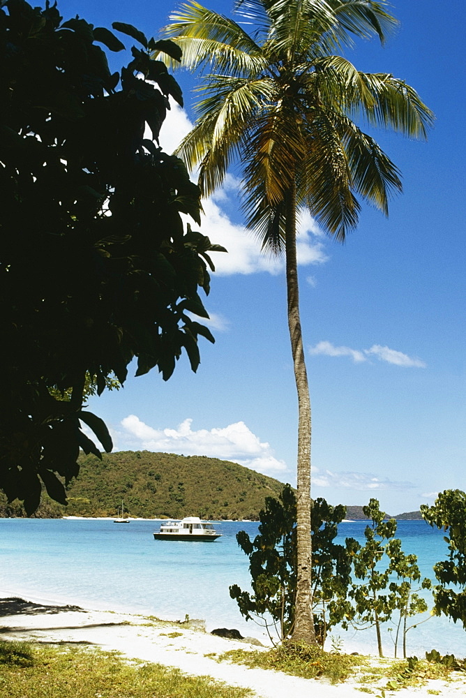 A tall palm tree seen on a beach, St. John, U.S. Virgin Islands