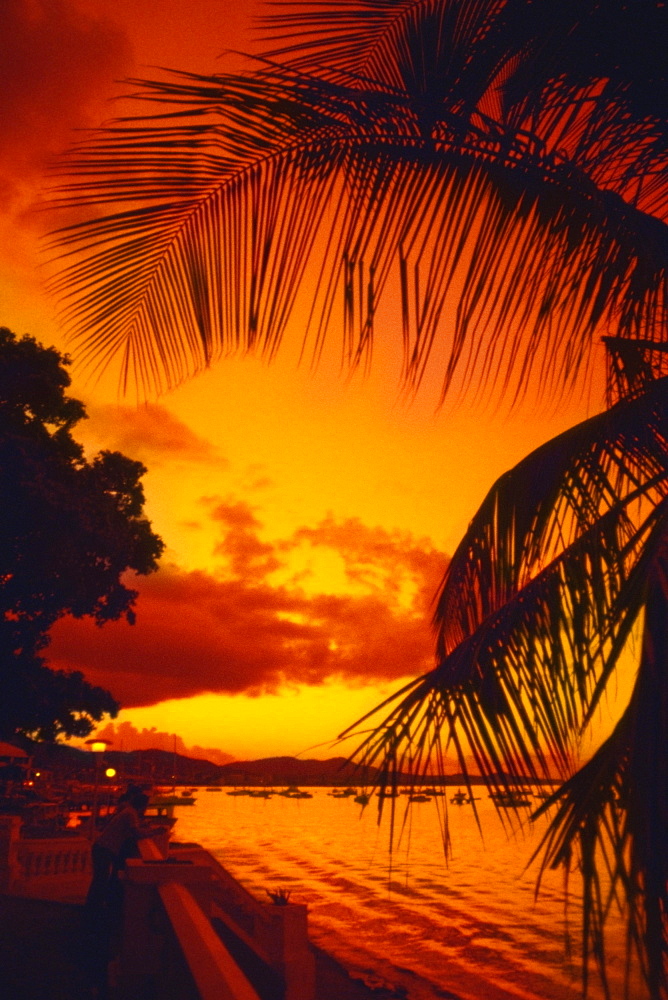 Silhouette of palm trees along the ocean at sunset, St. Thomas, U.S. Virgin Islands