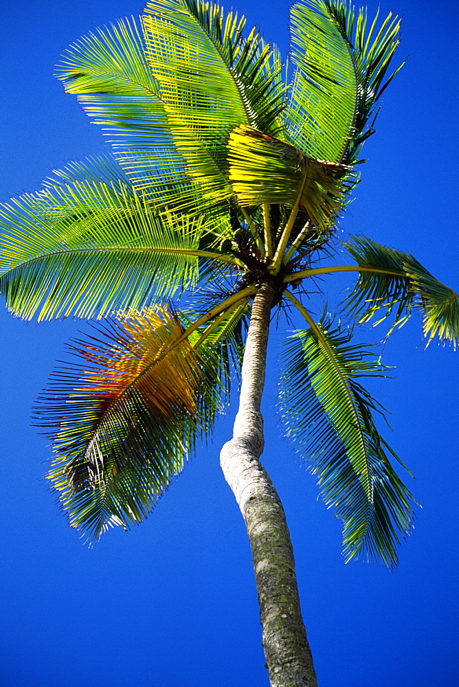 Low angle view of a palm tree on Maracas Beach, Trinidad, Caribbean