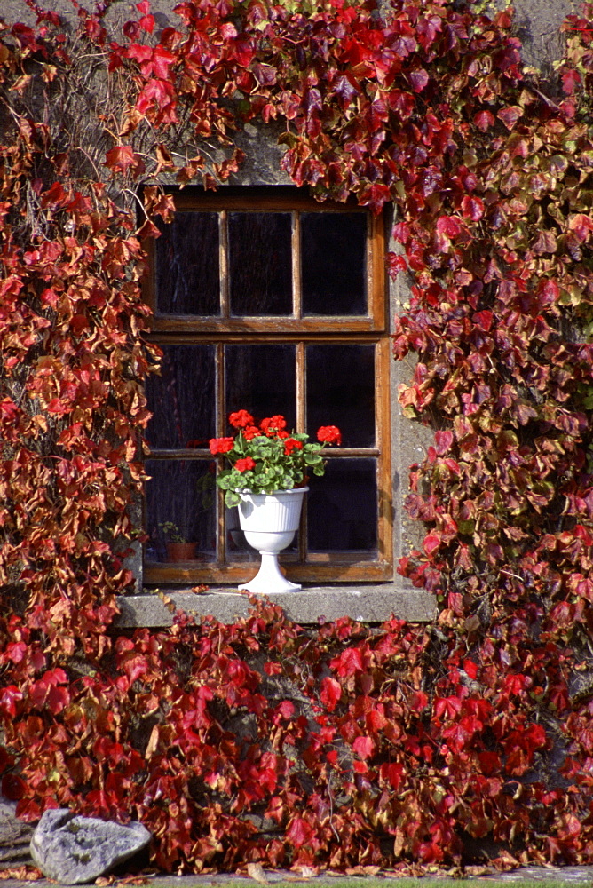 Close-up of a potted plant on a window sill, Adare, Republic of Ireland