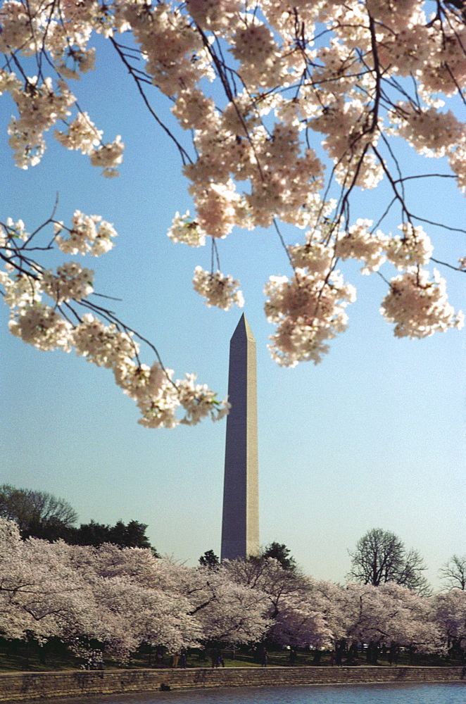 Cherry blossom trees along a river, Washington Monument, Washington DC, USA