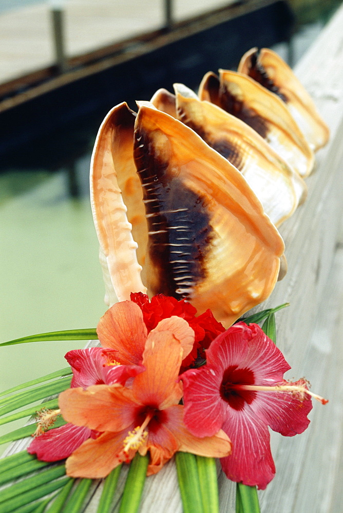 Front view of beautifully arranged conch shells and flowers