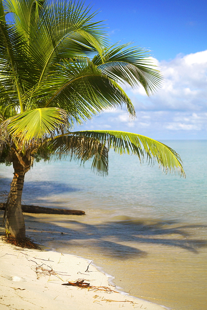 Palm tree on the beach