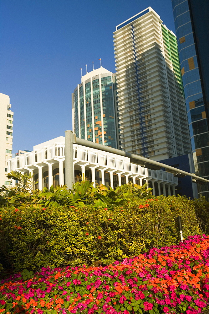 Close-up of plants in front of skyscrapers, Miami, Florida, USA