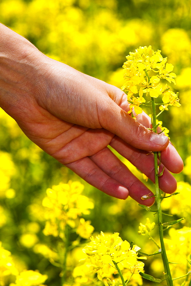 Close-up of a person's hand picking a flower