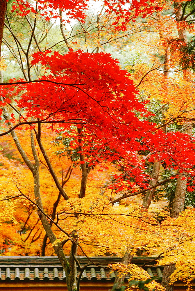 Lush foliage on maple trees, Kinkakuji Temple, Kyoto, Japan