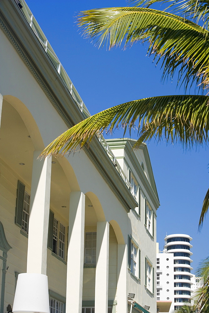 Low angle view of a palm tree in front of a building, Miami, Florida, USA