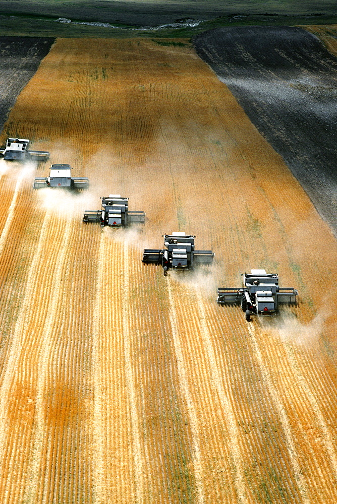 Aerial view of custom harvest combines harvesting wheat, five combines in a role, WY