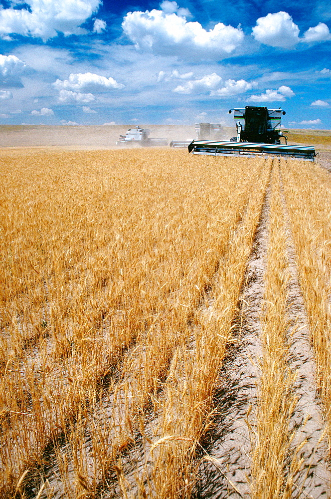 Custom harvest combines harvest wheat with clear blue sky in the background near Cheyenne, WY