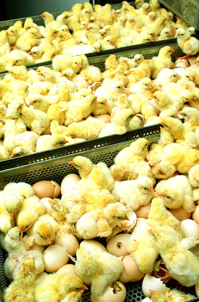 Closeup of just hatched chicks in hatchery at Halifax, N Carolina