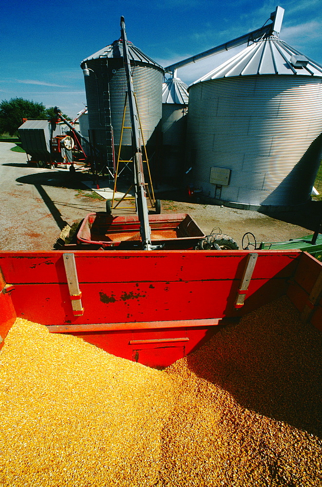 Unloading corn from wagon to dryer & silo on Henry Farm, OH