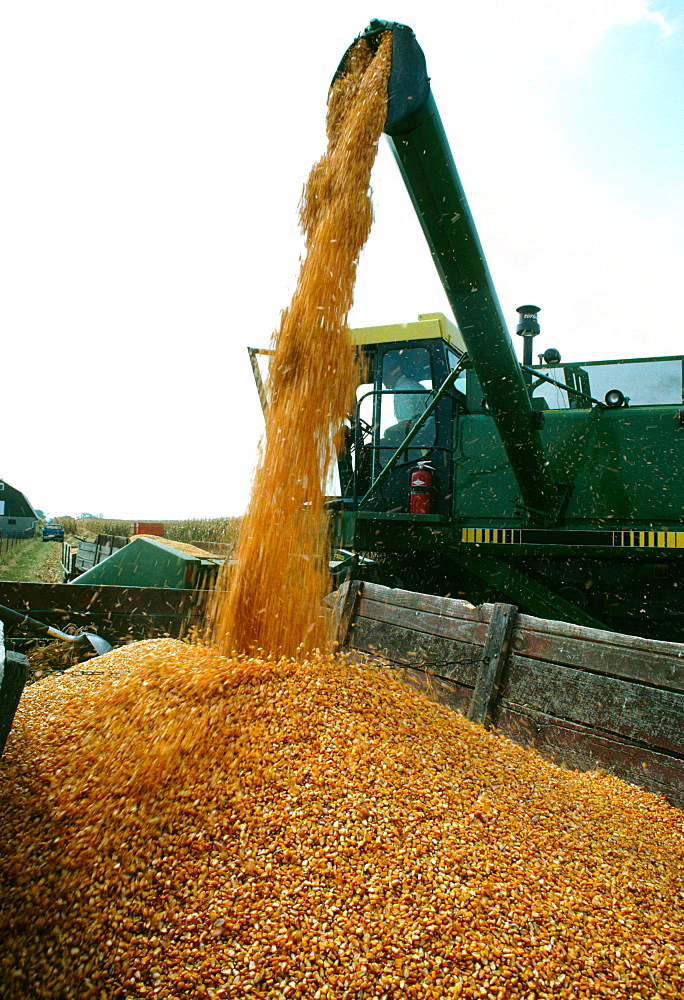 Closeup of combine uploading corn into wagon in Clinton County , OH