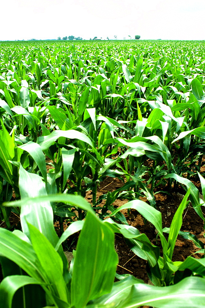 Corn fields and farm buildings in the background, Clinton city , OH