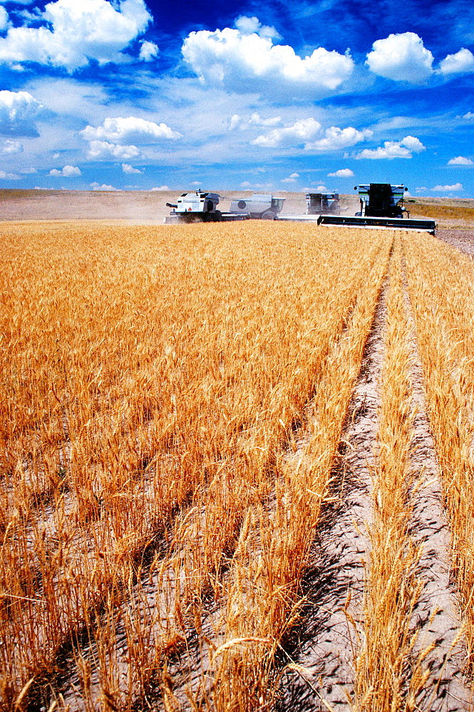 Custom harvest combines harvest wheat near Cheyenne, WY