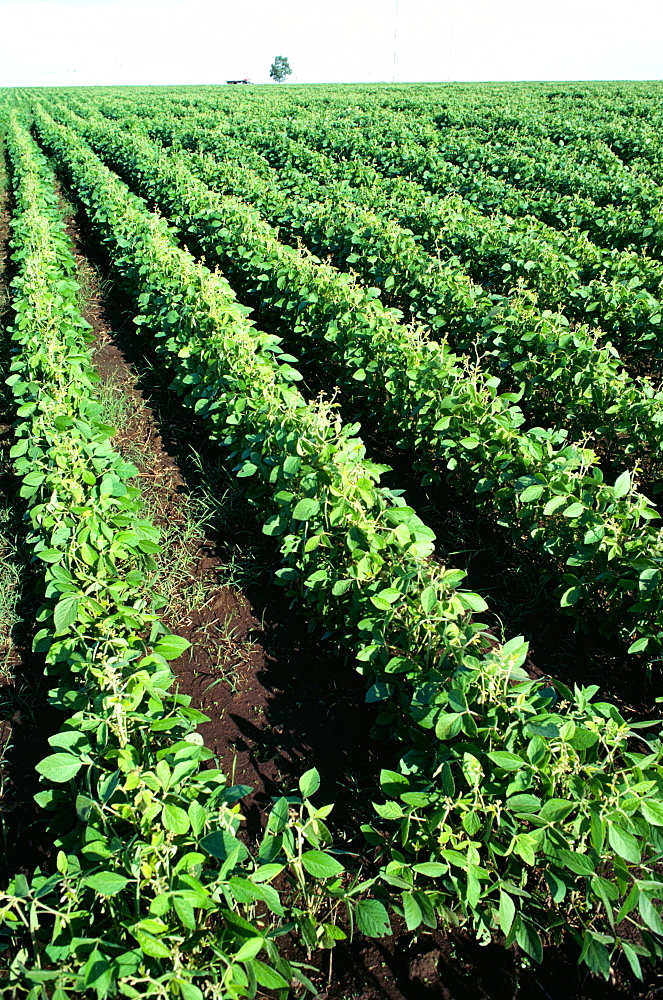 Soy bean fields, Argentina