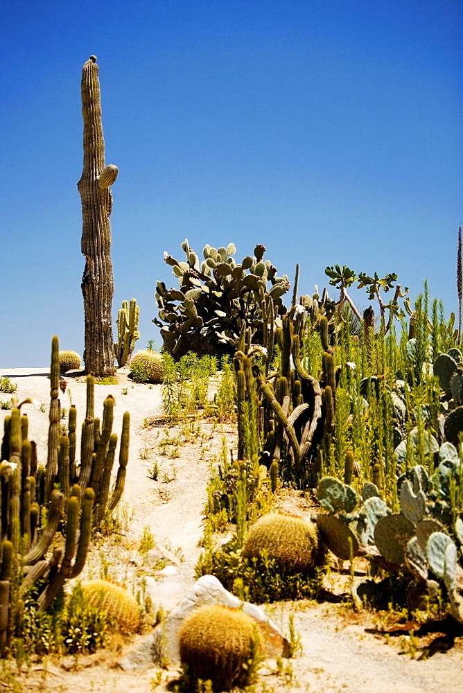 Panoramic view of an array of cactus plants, San Diego, California, USA