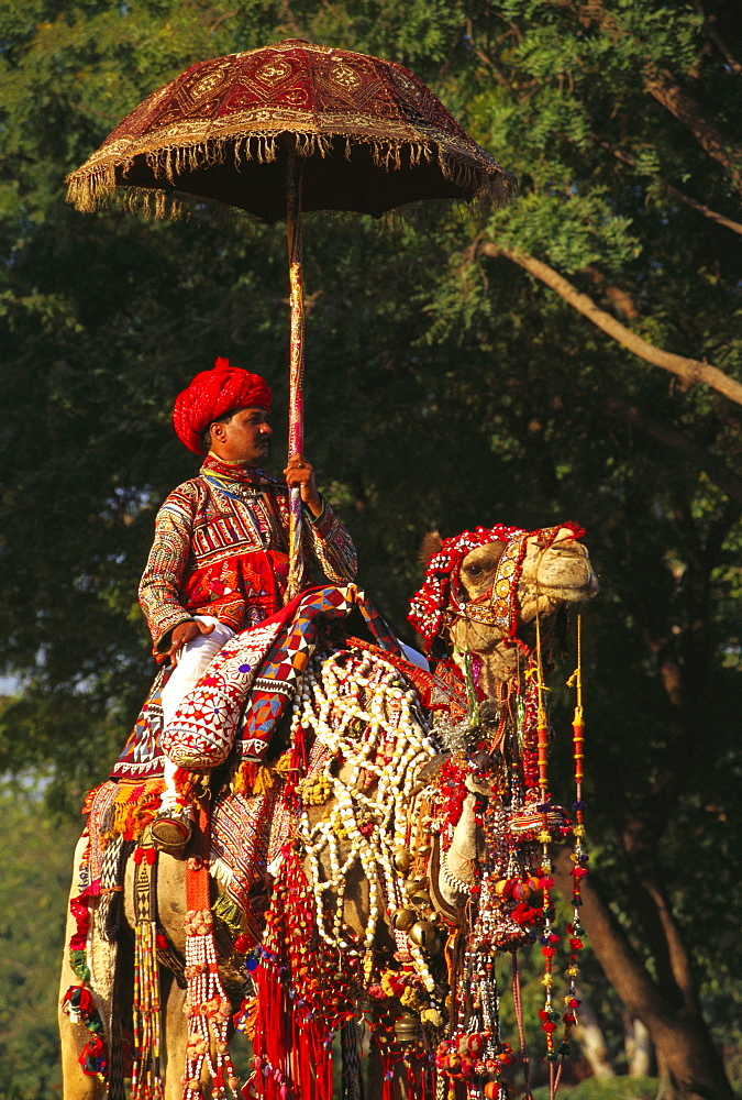 Mid adult man riding a decorated camel, Jaipur, Rajasthan, India