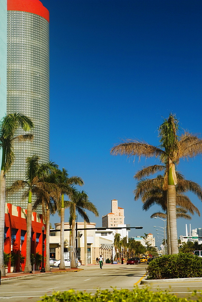 Palm trees on the both sides of a street, Miami, Florida, USA