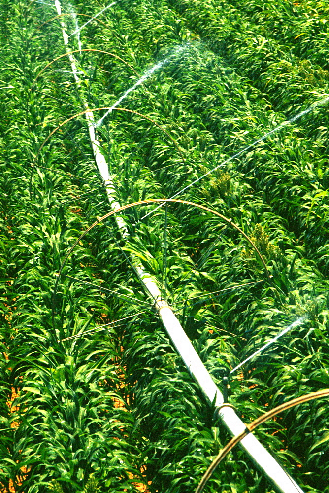 Close-up of sprinklers spraying water on a field