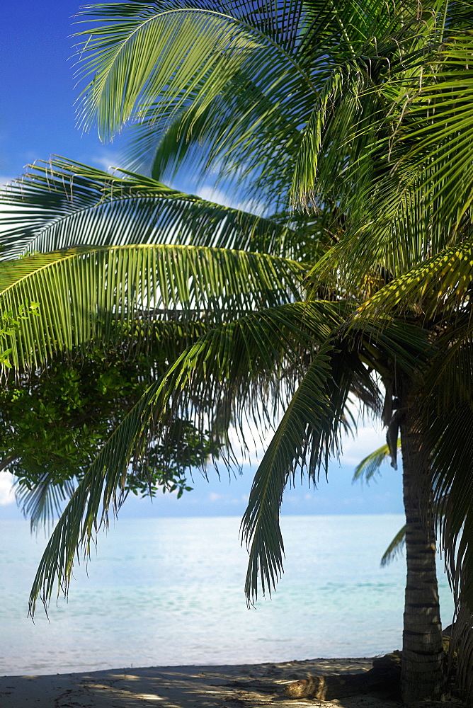 Palm tree on the beach