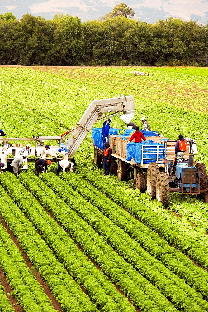 High angle view of people working on a farm, Los Angeles, California, USA