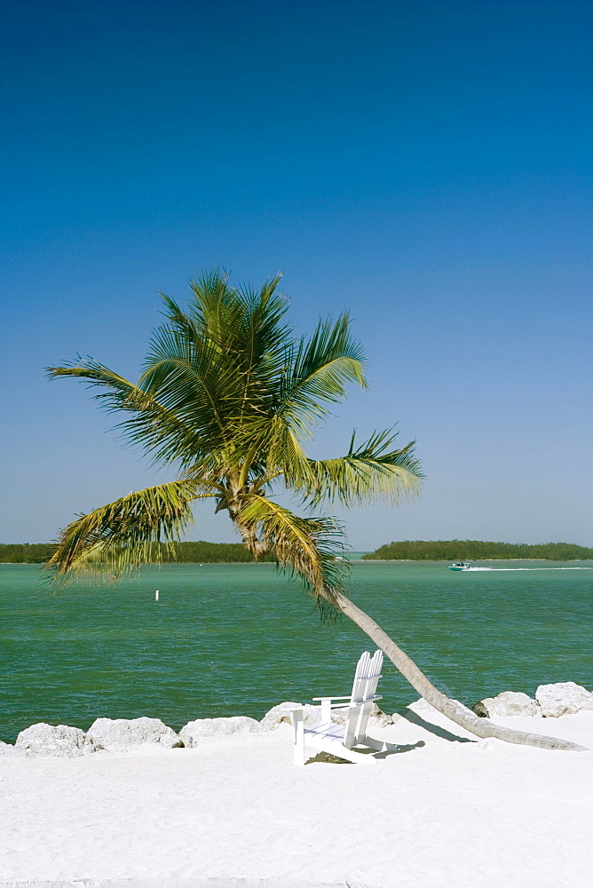 Two empty adirondack chairs and a palm tree on the beach