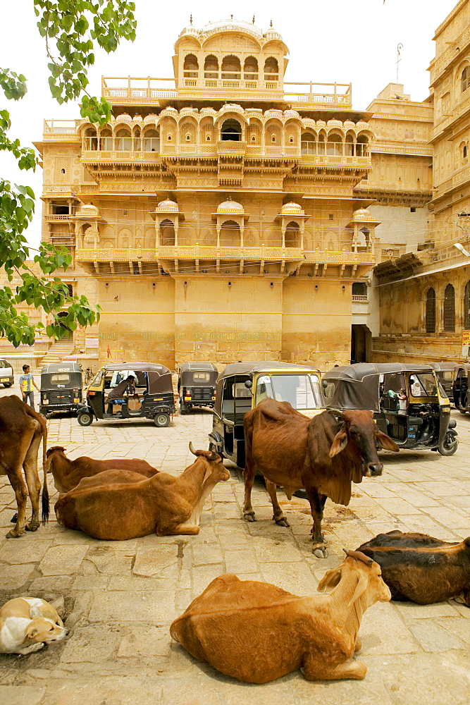 Cows on the street, Jaisalmer Fort, Jaisalmer, Rajasthan, India