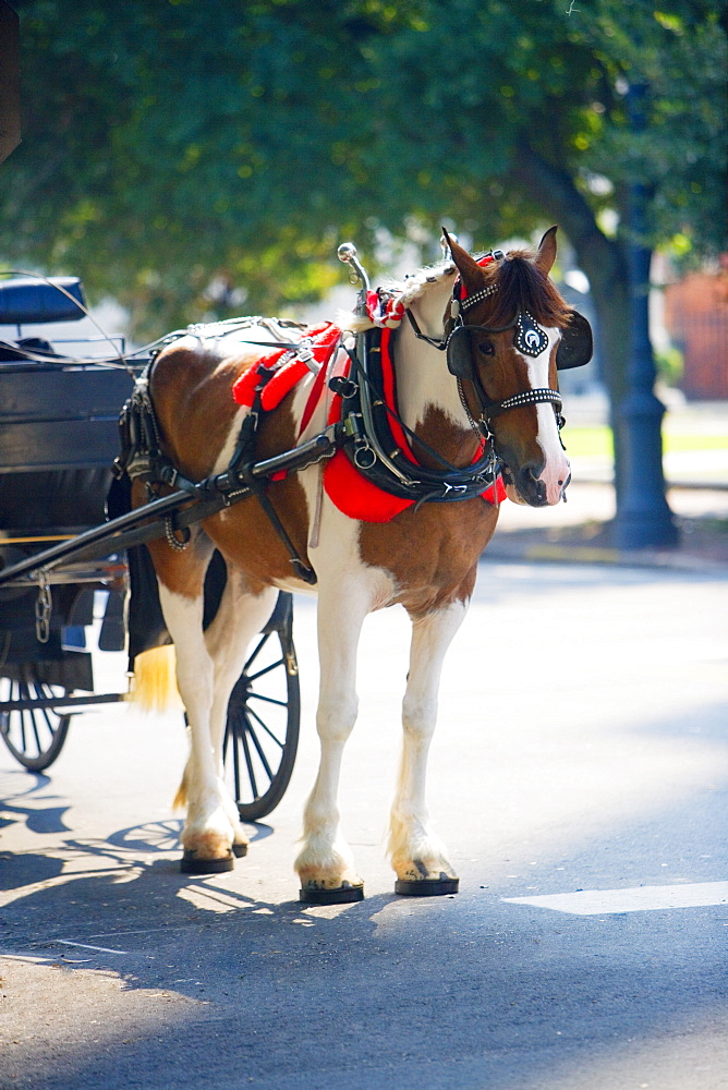 Close-up of a horse cart