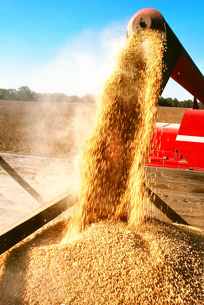 Wheat falling from a combine