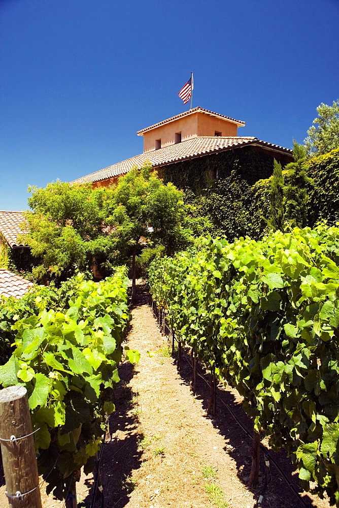 Close-up of grape vines in front of a winery, Napa Valley, California, USA