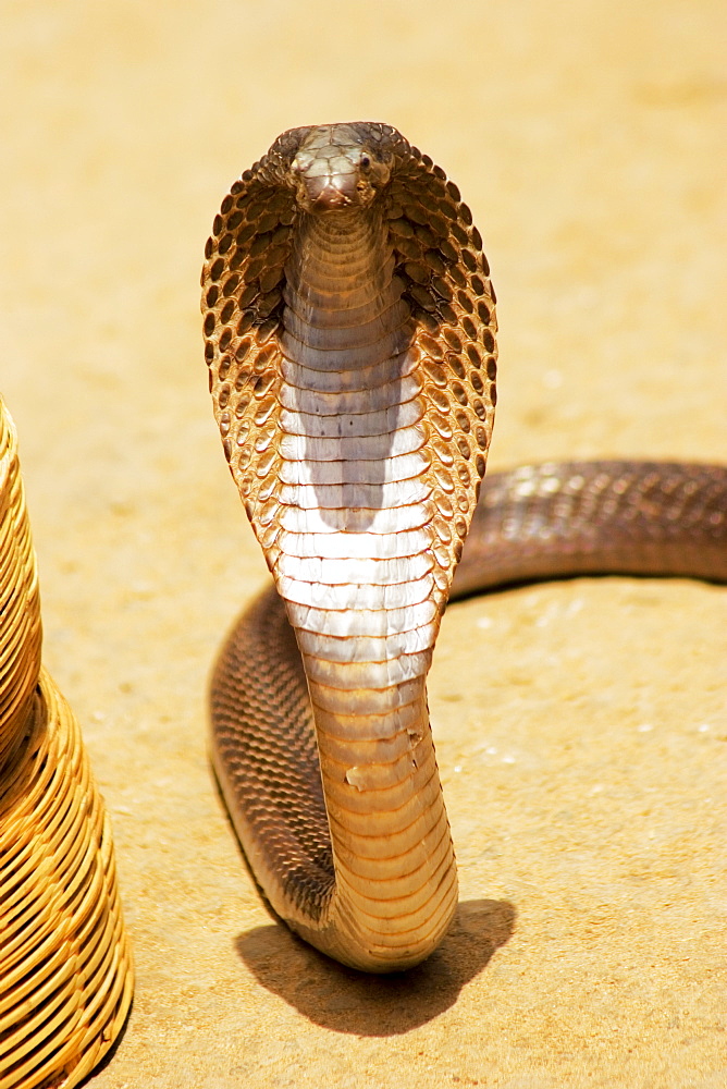 High angle view of a cobra, Pushkar, Rajasthan, India