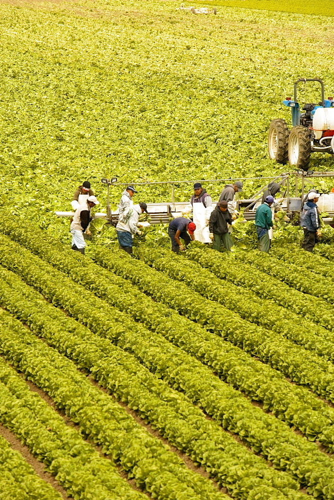 High angle view of people working on a farm, Los Angeles, California, USA