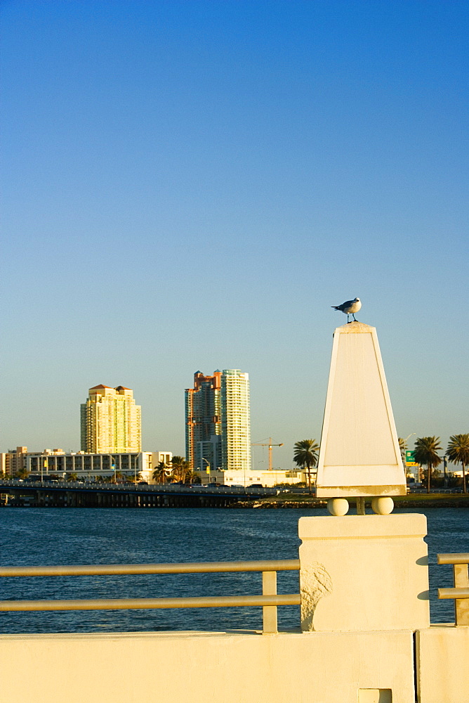 Seagull perched on the bridge, Miami, Florida, USA