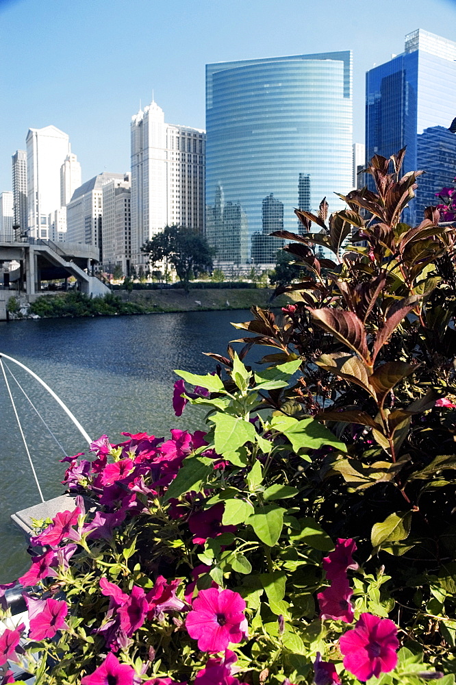 Buildings along a river, Chicago River, Chicago, Illinois, USA