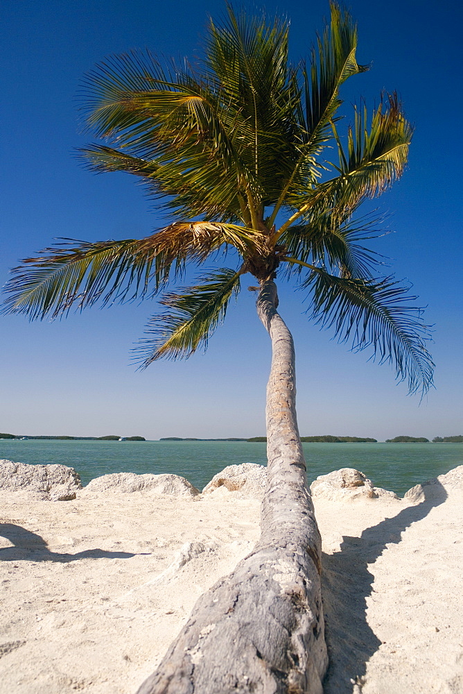 Close-up of a palm tree on the beach