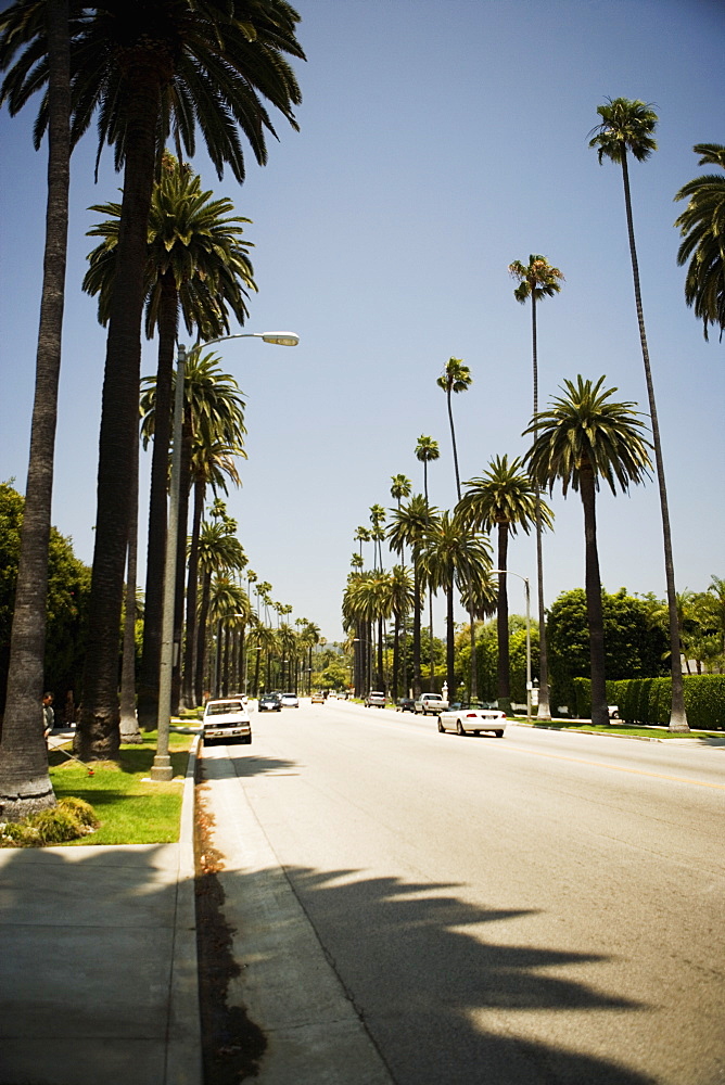 Palm trees along a street, Beverly Drive, Los Angeles, California, USA